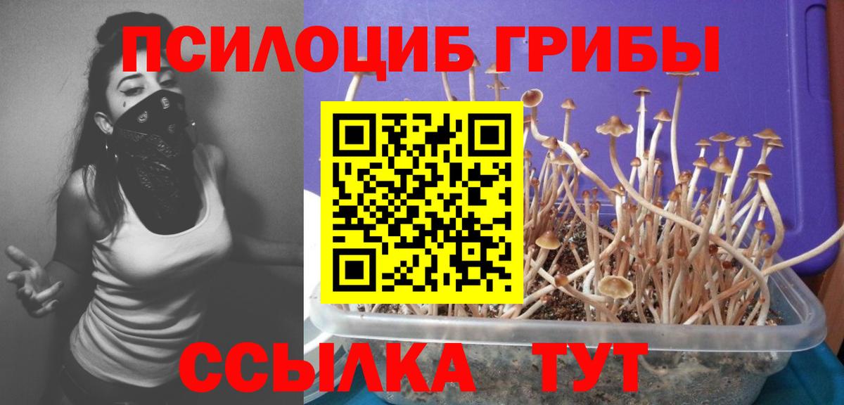 Богородск  Псилоцибиновые грибы Cubensis  Вход с VPN 